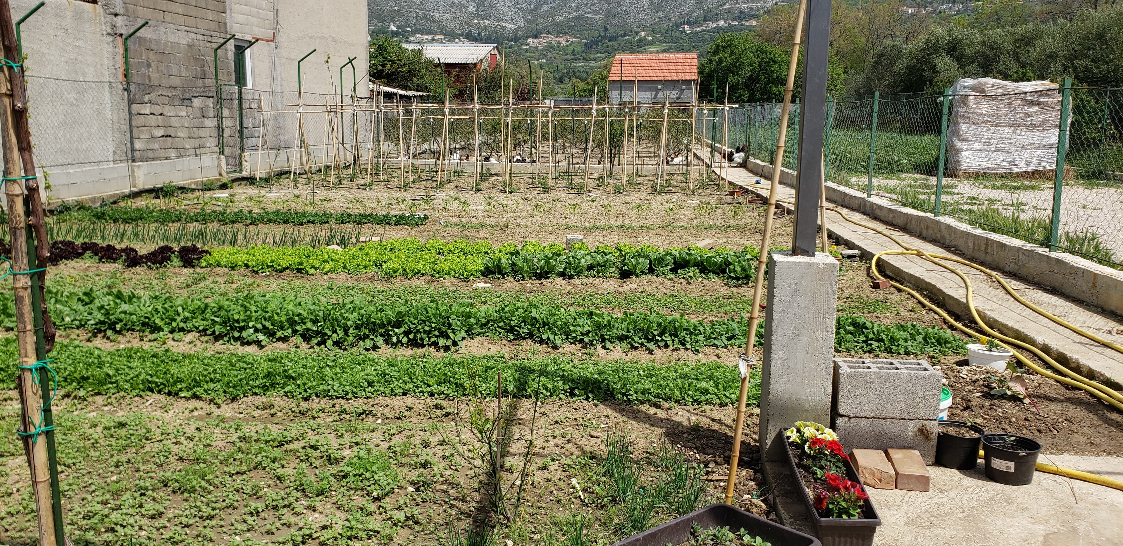 May 2021 - our garden bloom!
