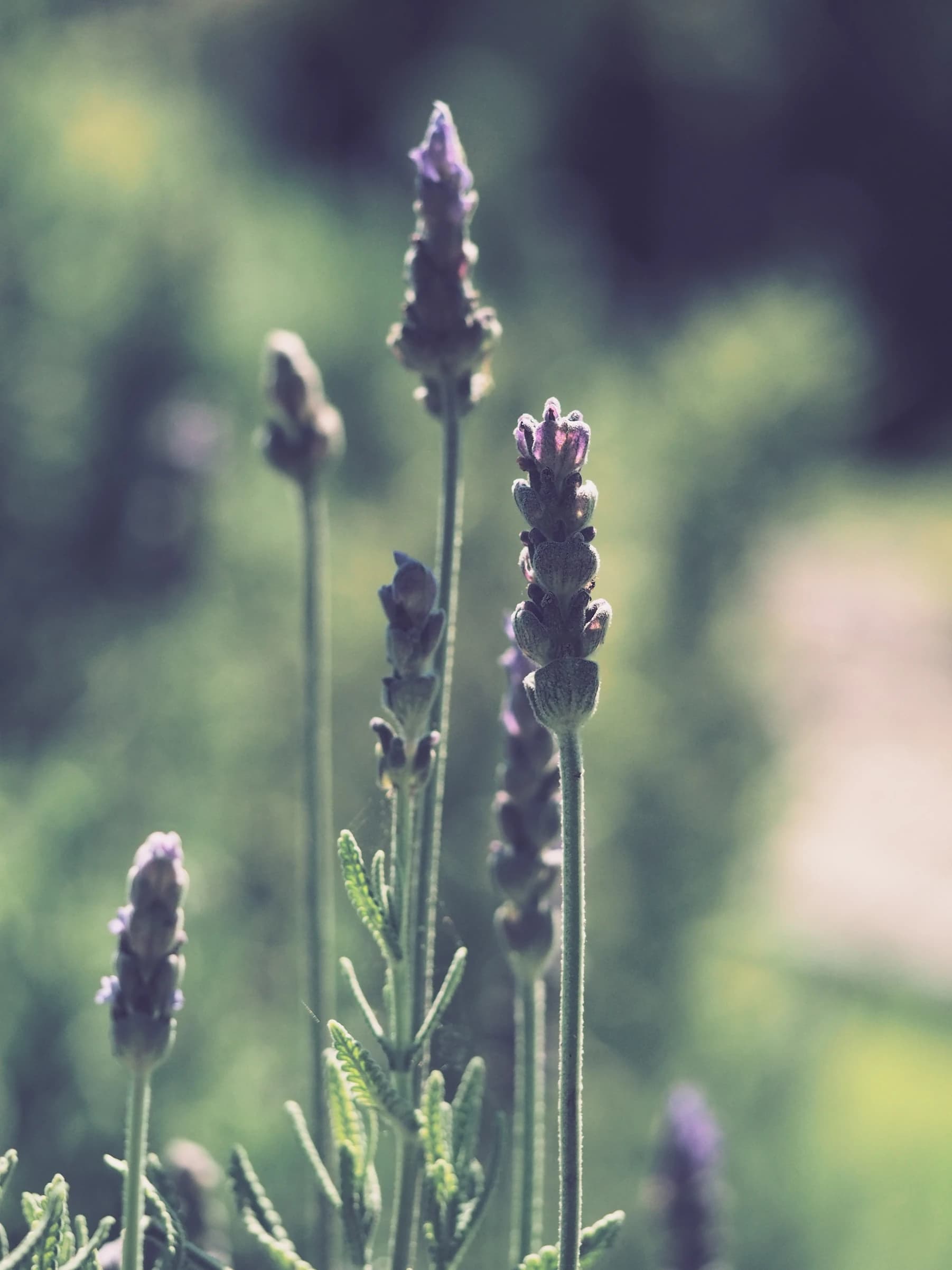 Lavender