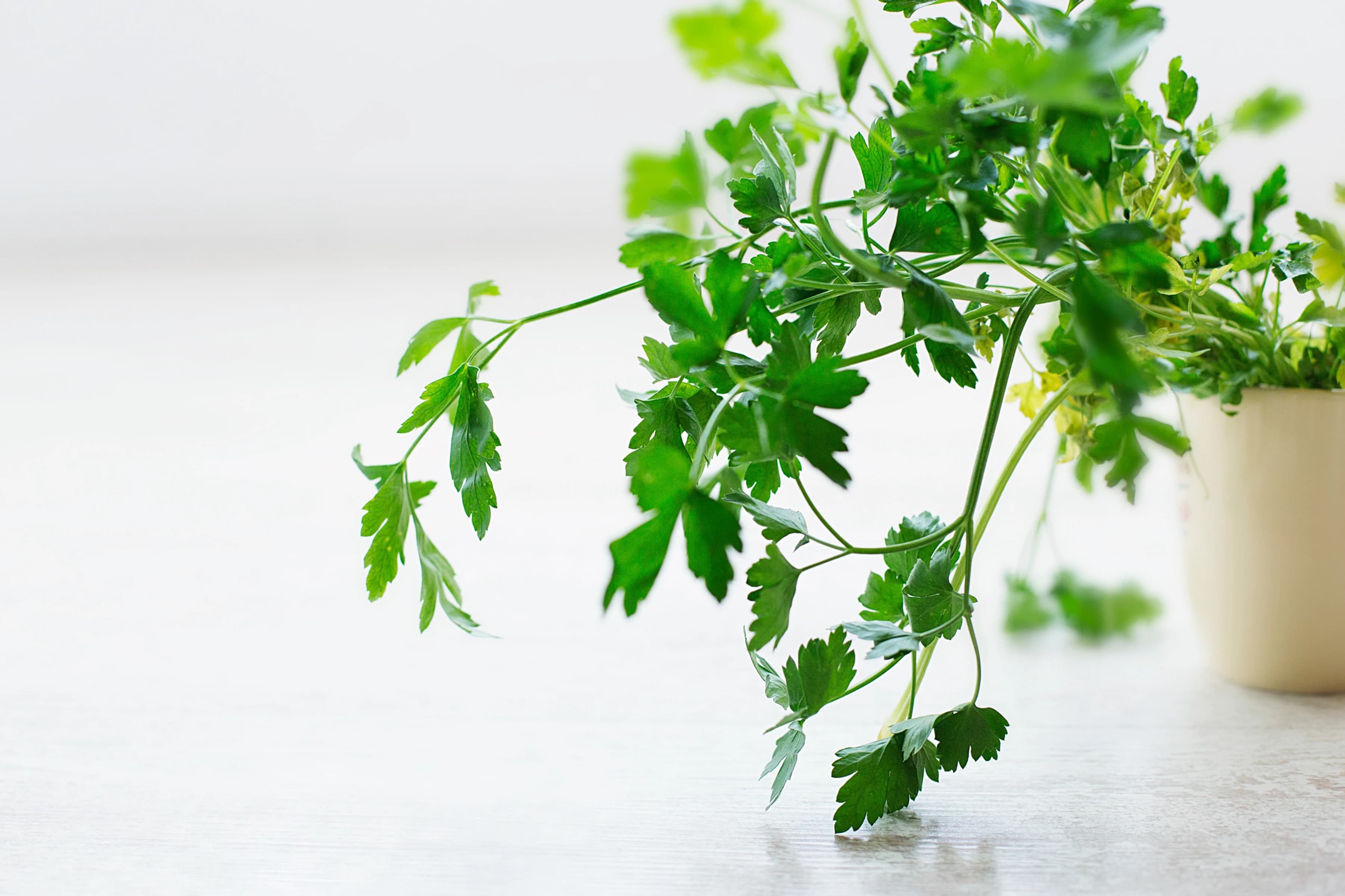 Parsley