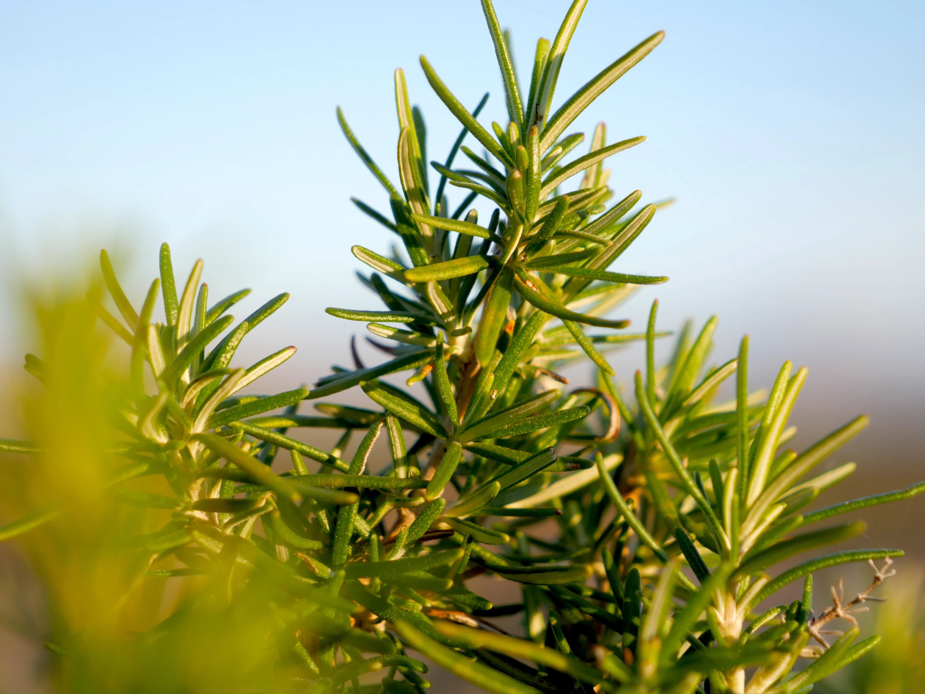 Rosemary