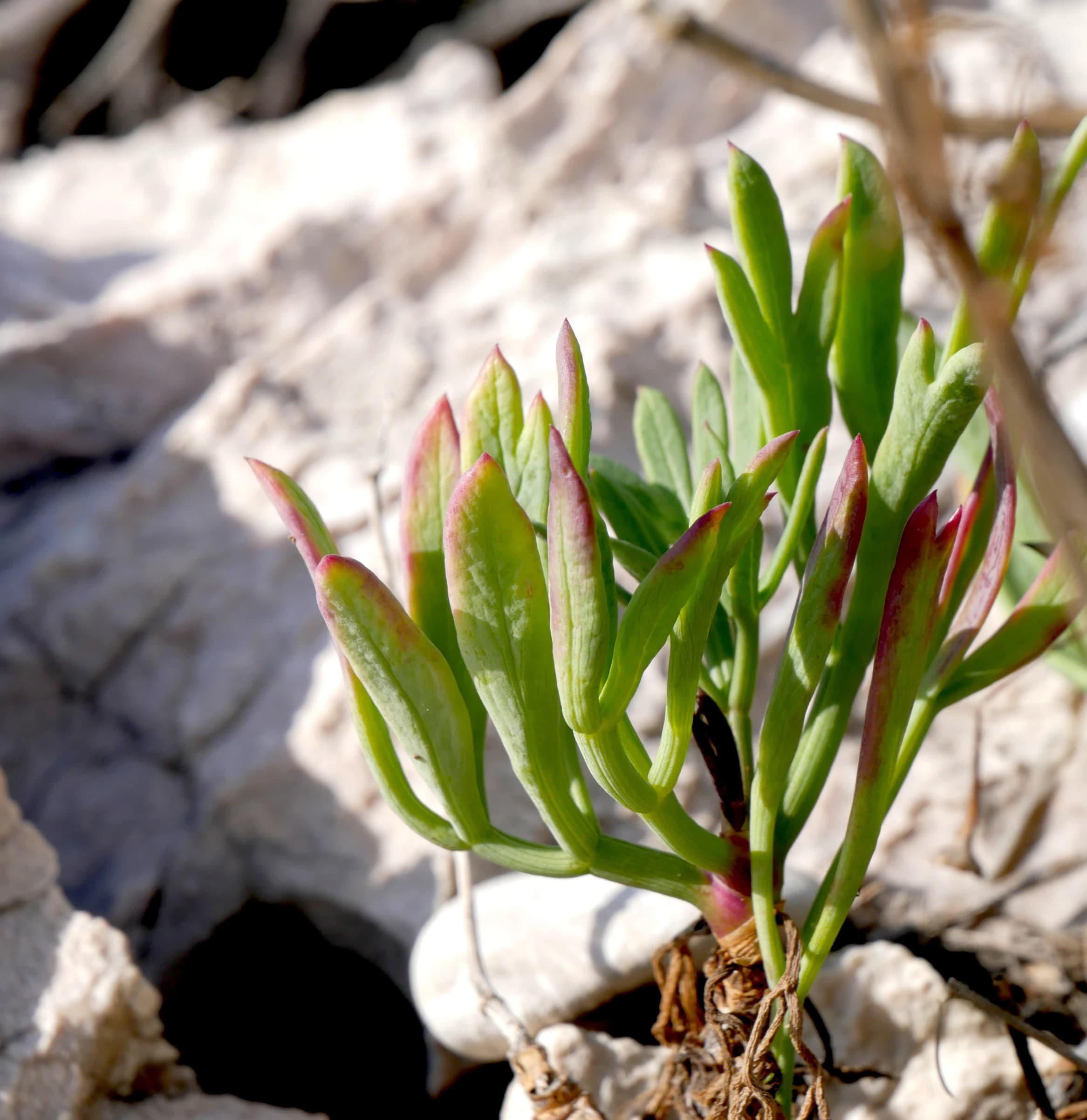 Sea Fennel