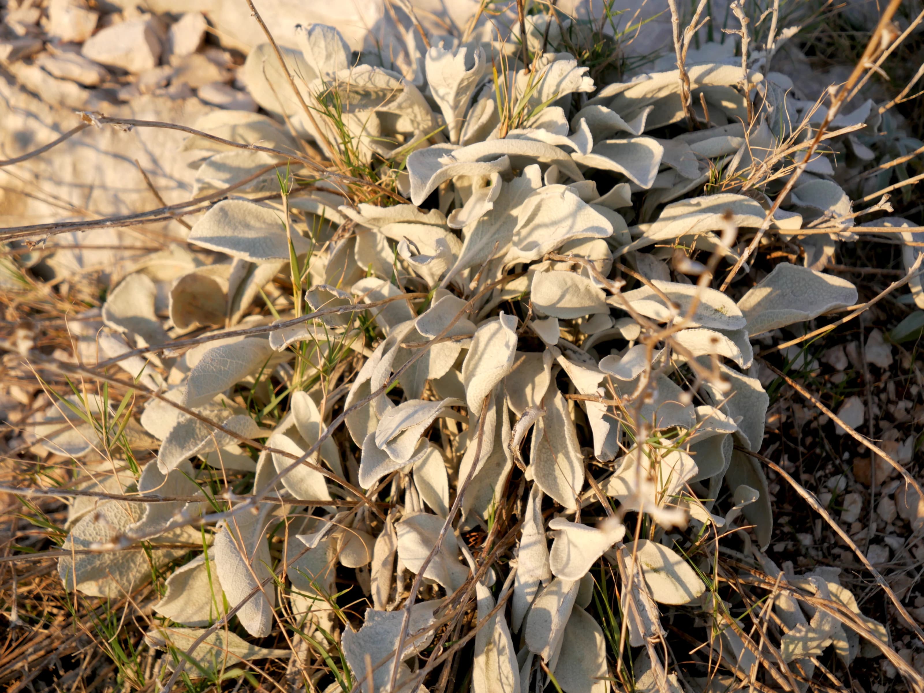 Wild Sage