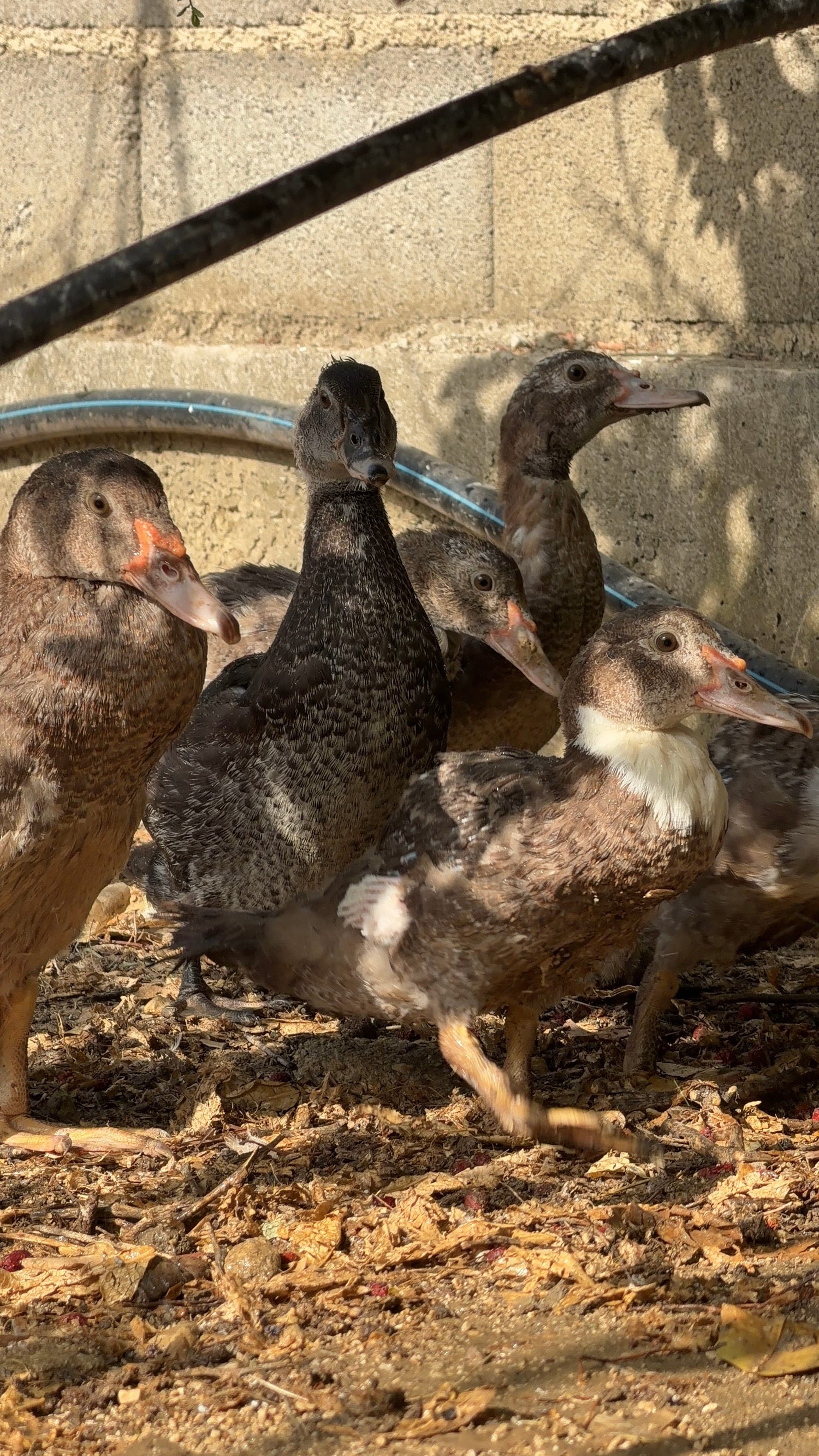 Ducks at Mikki's Croatian Kitchen