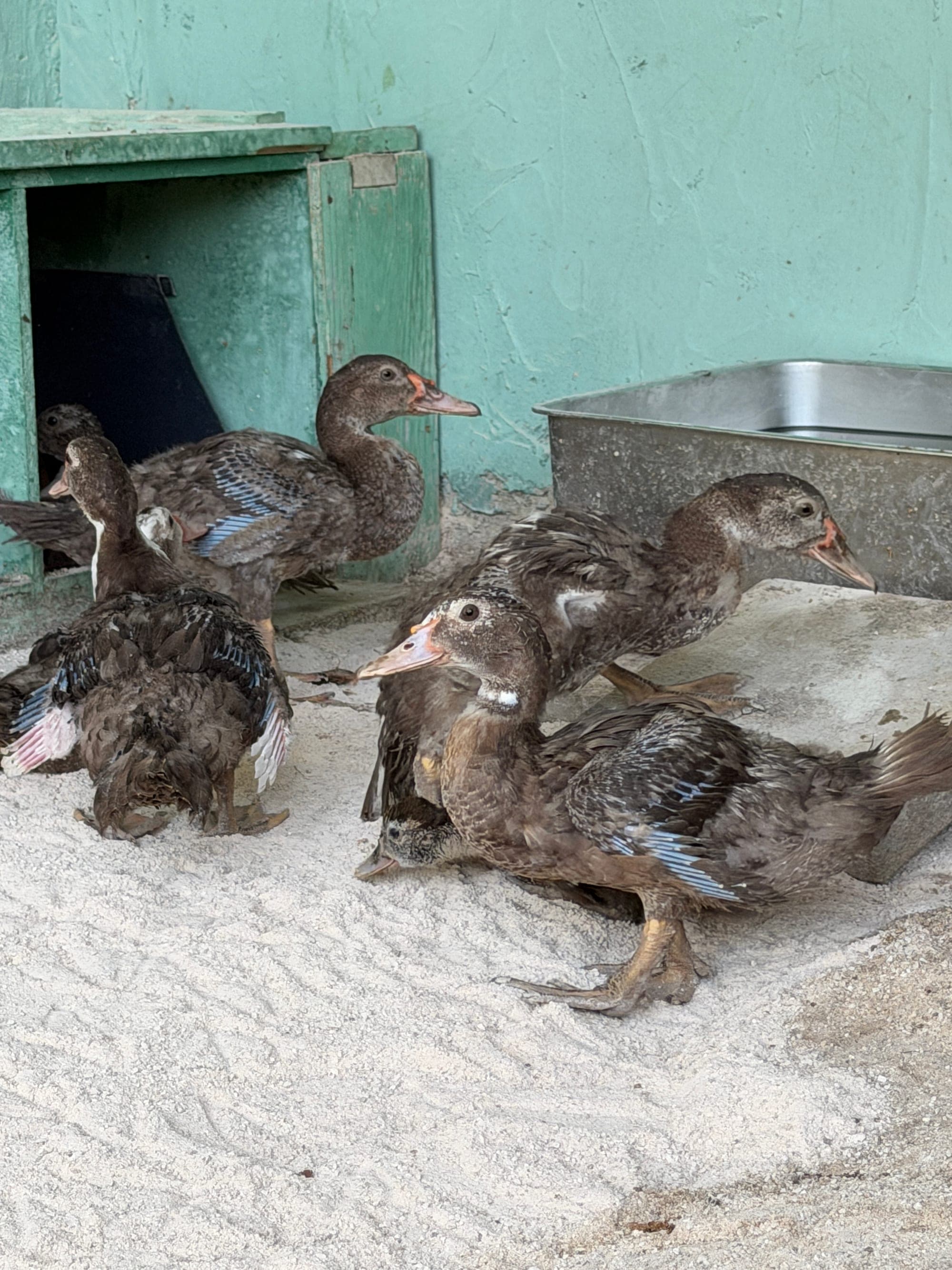 Ducks at Mikki's Croatian Kitchen