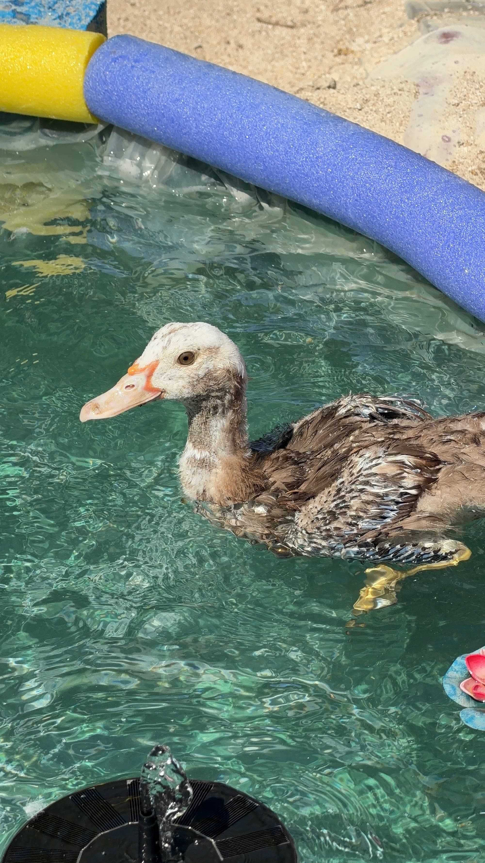Ducks at Mikki's Croatian Kitchen