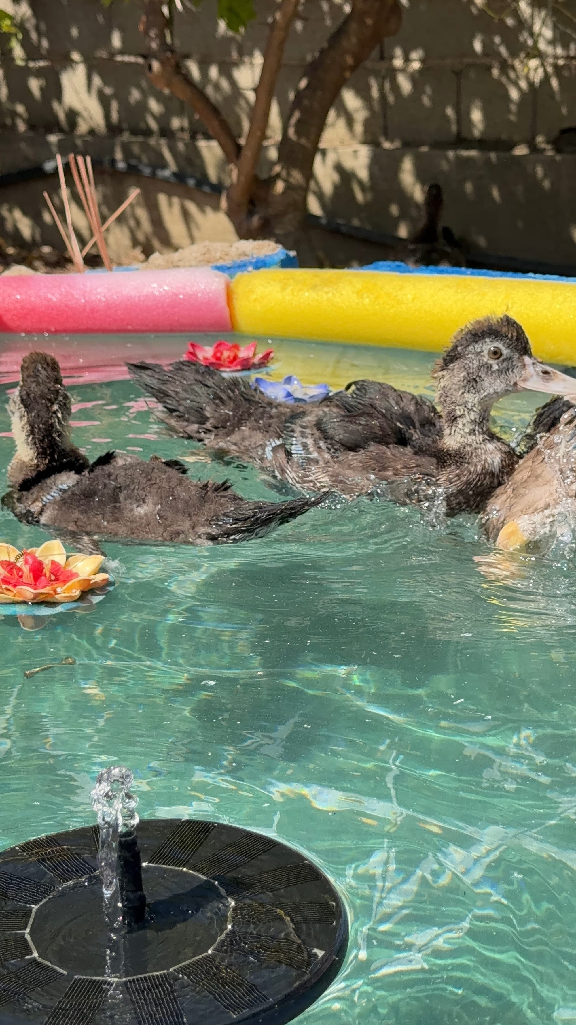 Ducks at Mikki's Croatian Kitchen