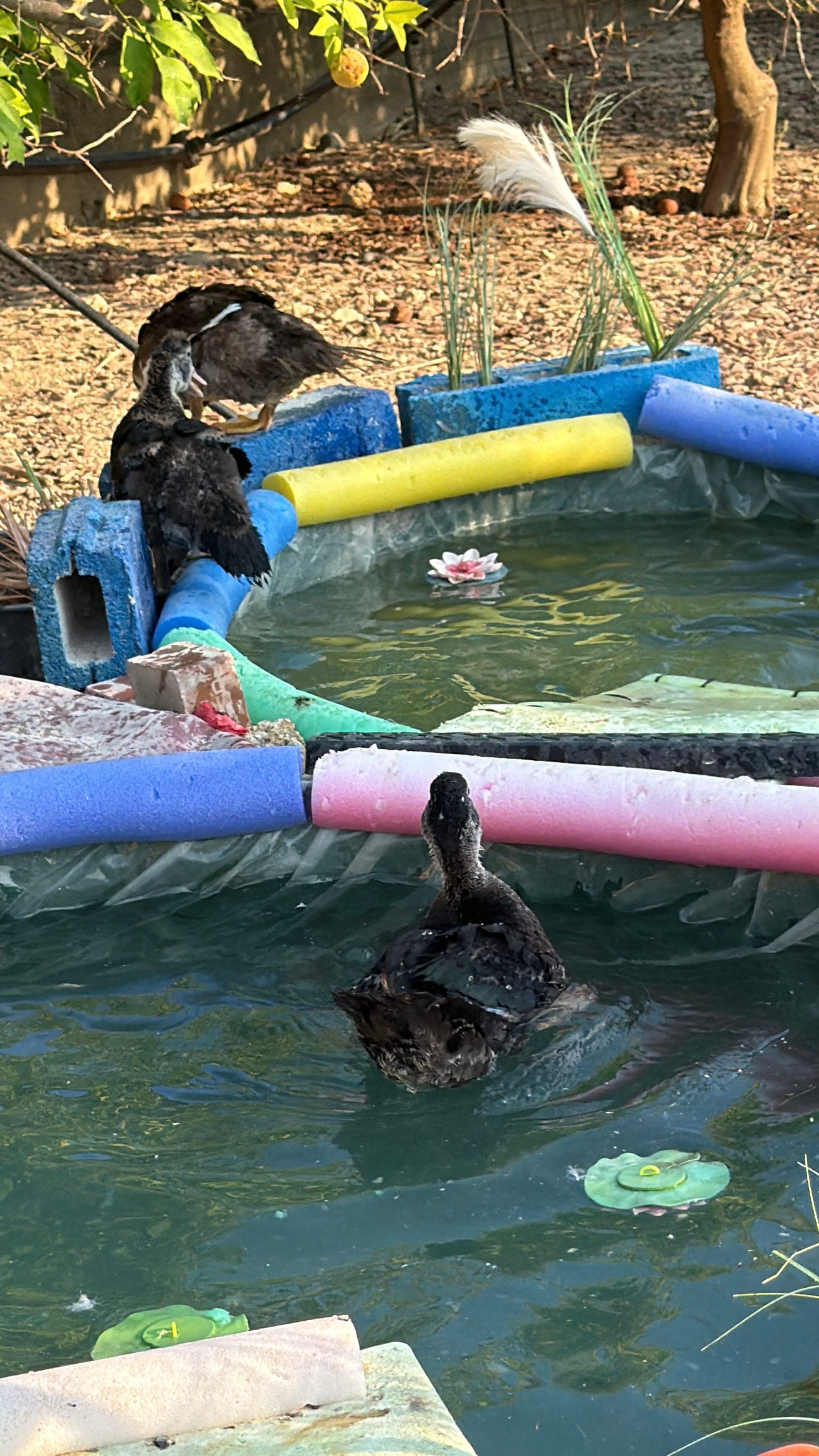 Ducks at Mikki's Croatian Kitchen