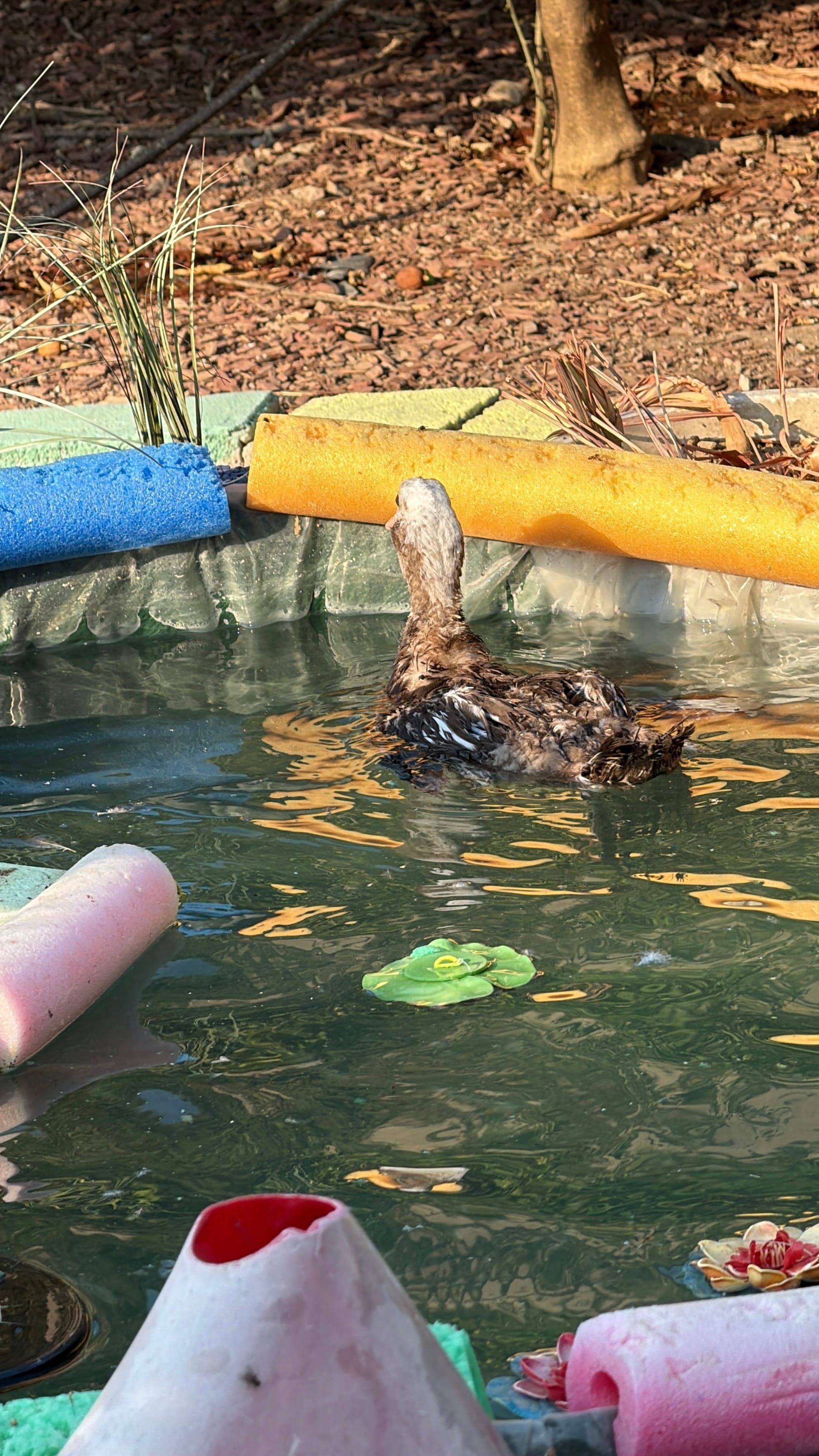 Ducks at Mikki's Croatian Kitchen