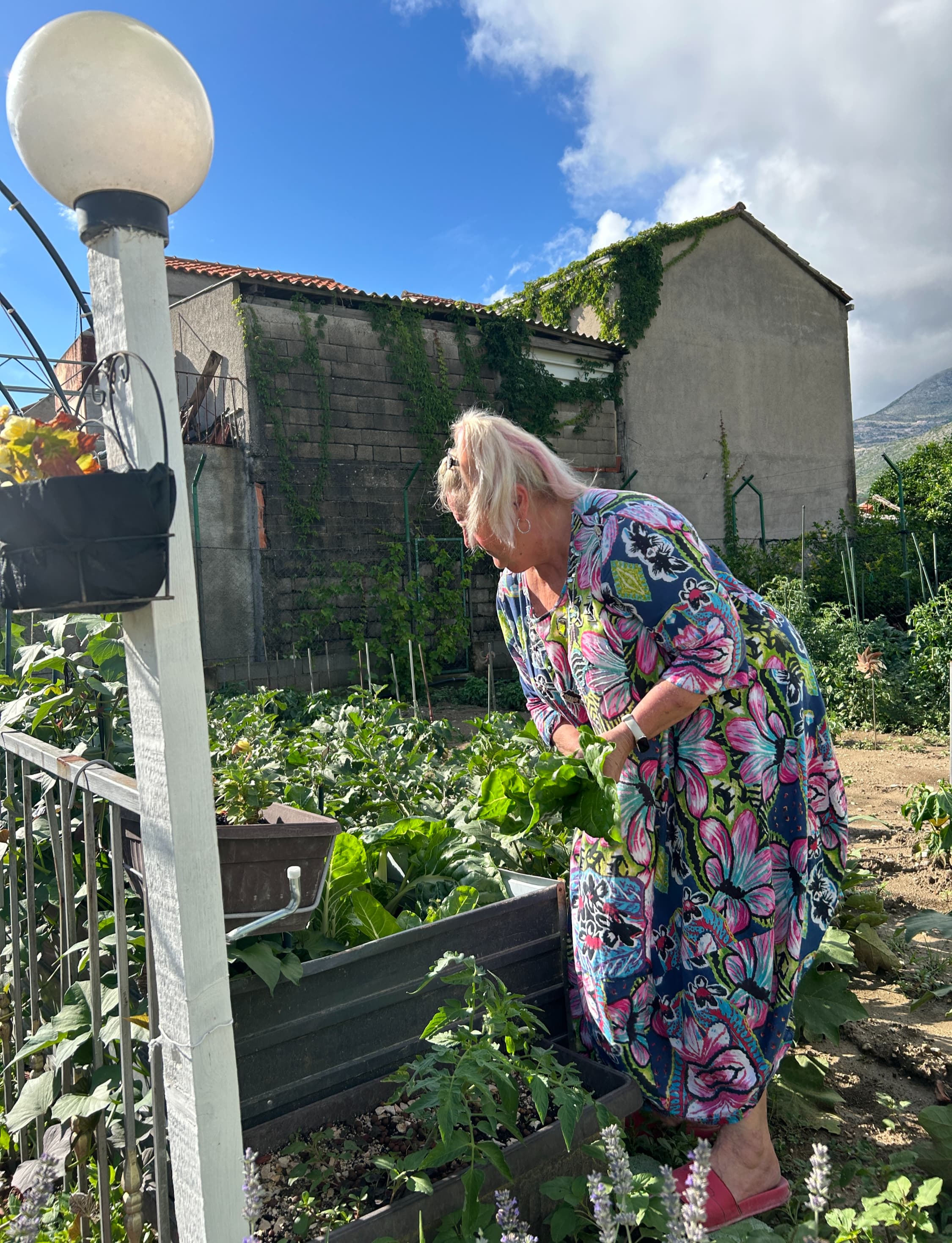 Garden photo