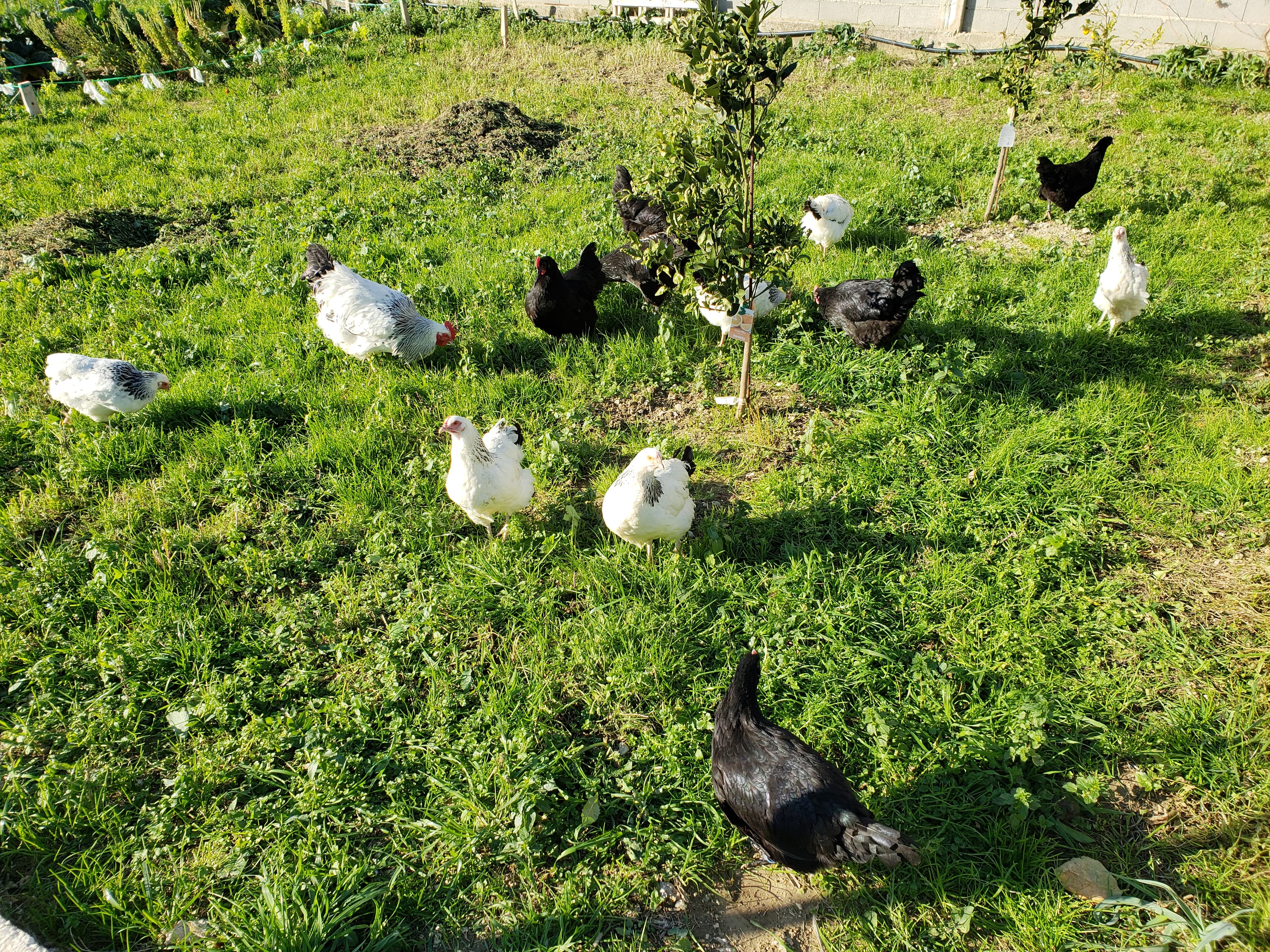 Life at Mikki's Croatian Kitchen